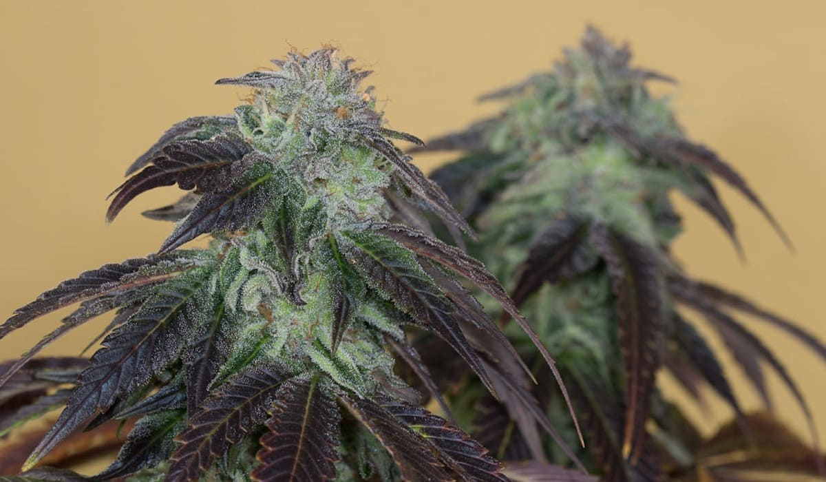 OG kush breath strain review